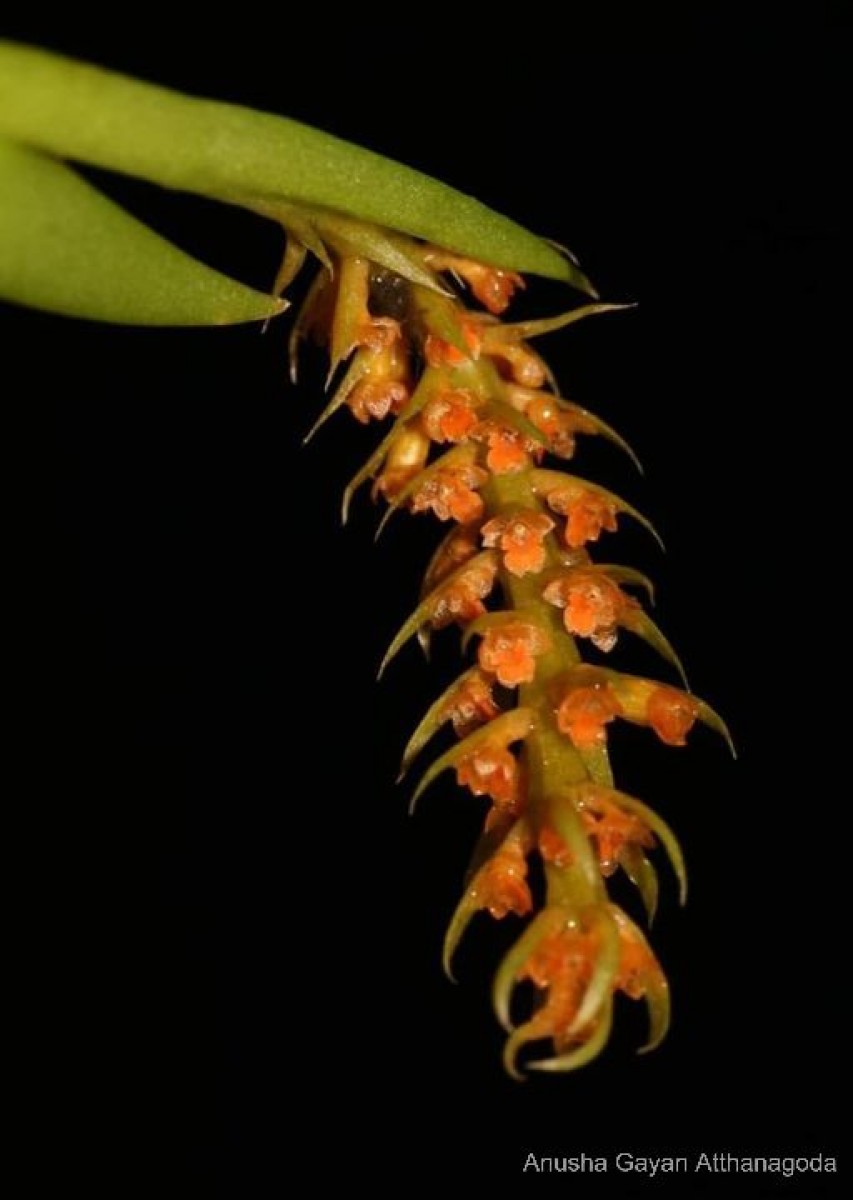 Oberonia longibracteata Lindl.